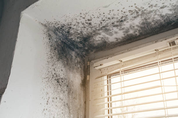 Affordable Mold Removal solutions in Clarksburg, MD